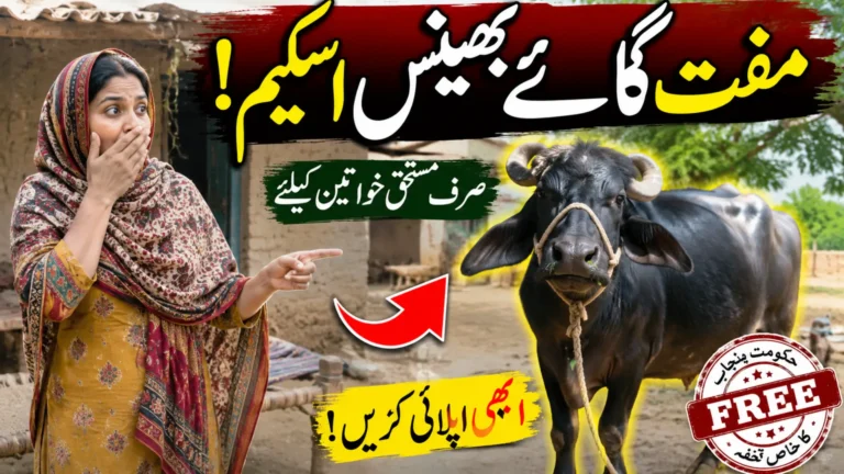 Punjab Free Cow and Buffalo Scheme 2026 – Registration Process Explained 